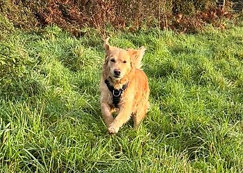 South Gloucestershire dog walkers Play And Walkies image 1