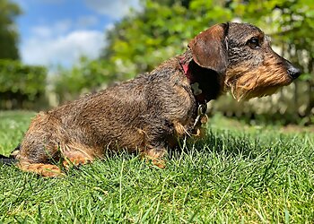 Player Two Dog Training