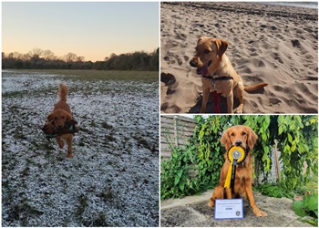 Player Two Dog Training