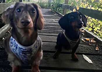 Playful Paws Service Ltd