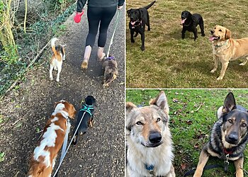 Playful Paws Service Ltd