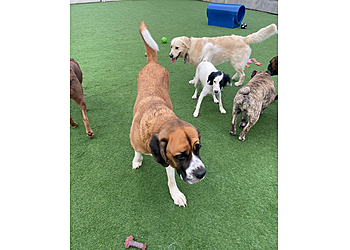 Playful Precious Paws