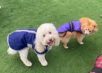 Playful Precious Paws