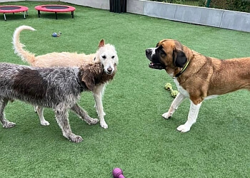 Coventry boarding kennels Playful Precious Paws image 1