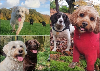 Pleasington Paws Dog Walking & Pet Care Service