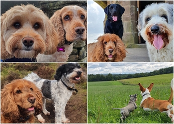 Pleasington Paws Dog Walking & Pet Care Service