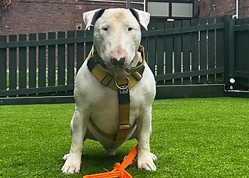 Plymouth Dog Academy