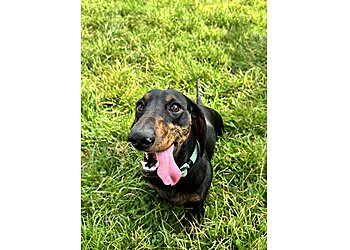 Plymouth Dog Academy