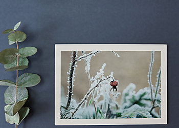 Pollyanna Harmsworth, Fine Stationers