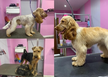 Pooches Grooming Studio