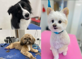 Poochies Dog Grooming