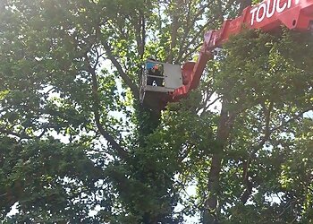 Poole Arbor Tree Services