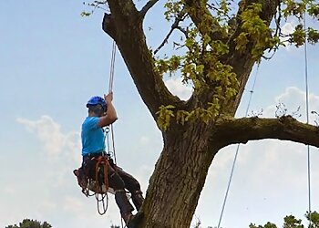 Poole Arbor Tree Services