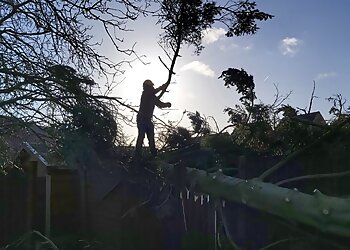 Poplar Tree Services Ltd