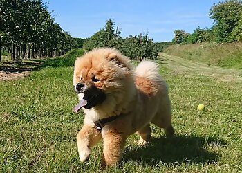 Poppy and Pals Pet Care Ltd