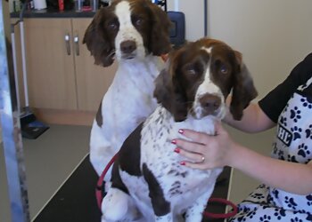 Posh Paws of Sedgley Dog Groomers