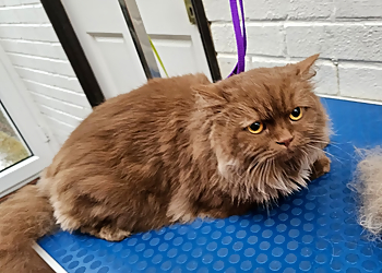 Posh Pooches Dog Grooming & Services