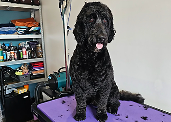 Posh Pooches Dog Grooming & Services