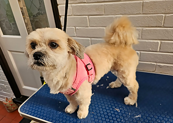 Posh Pooches Dog Grooming & Services