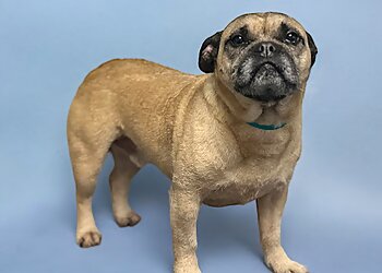 Posh Pooches Parlour