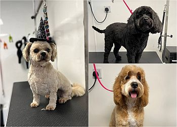 Posh Pooches Parlour