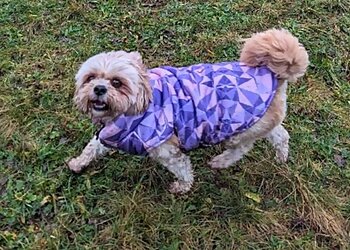 Poshtails Pet Services