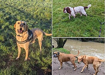 Poshtails Pet Services