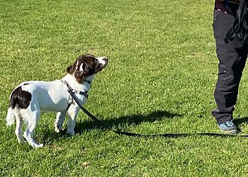 Portsmouth dog trainers Positive 4 Paws Dog Training and Behaviour image 1