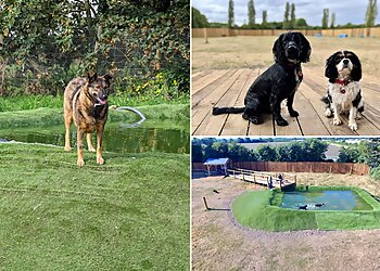 Positive Paws Dog Training