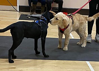 Positive Training For Canines