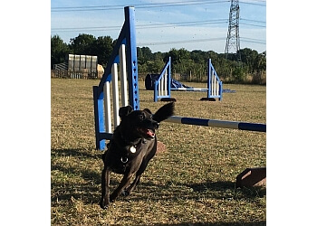 Positive Training For Canines