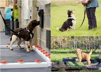 Potter Paws Dog Training