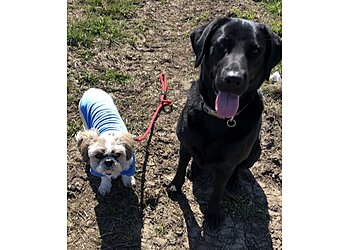 North East Lincolnshire dog walkers Pounding Paws Dog Walking image 1