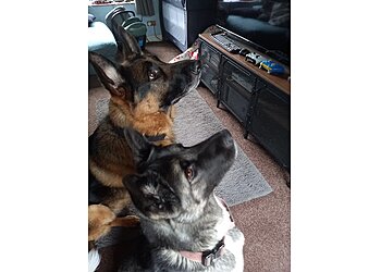 Pozi-Dog Training & Behaviour