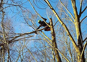 Precision Arborist Tree Surgeon