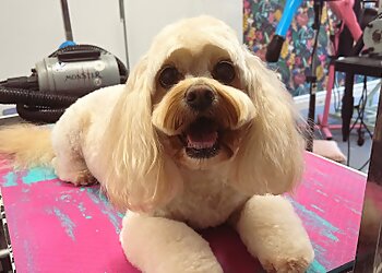 Premier Dog Grooming