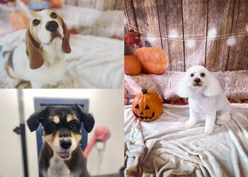 Premier Dog Grooming