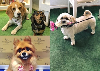 Prestige Paws Dog Grooming & Styling Lounge