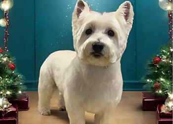 Pretty PAWfect Pet Styling