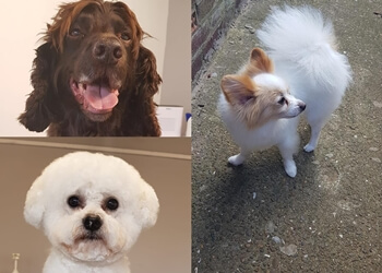 Pretty Paws Dog Grooming