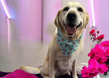 Pretty Pawz Dog Grooming