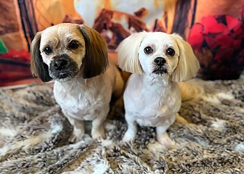 Pretty Pooch Dog Grooming Salon