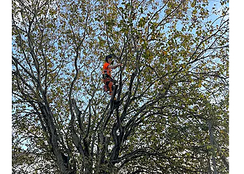 Price Tree Surgery Price Tree Surgery