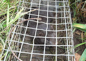 Pro Control Pest Control Services