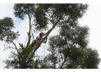 Professional Tree Surgeons