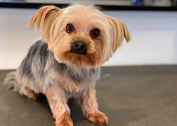 Puggles Bath & Groom Ltd