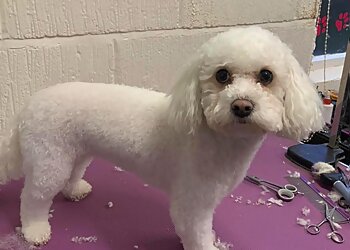 Pugs & Kisses Professional Dog Grooming Salon