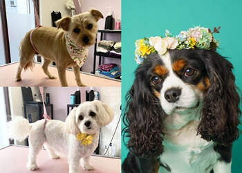 Puppy Love Dog Parlour