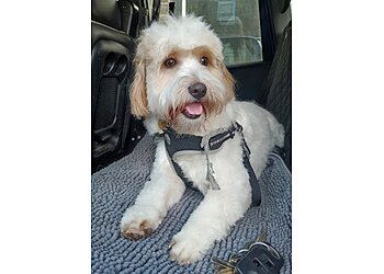 Puppy School Lancaster & North West Coast