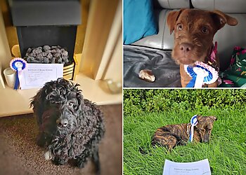 Puppy School Lancaster & North West Coast